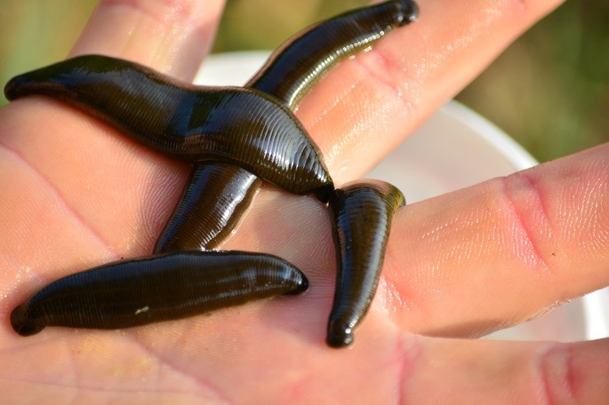 Hirudo medicinales sangujuela animales invertebrados