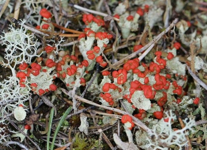 Cladonia coccifera lichen