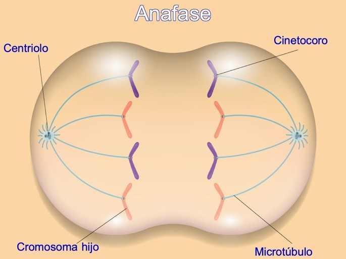 fases de la mitosis anafase