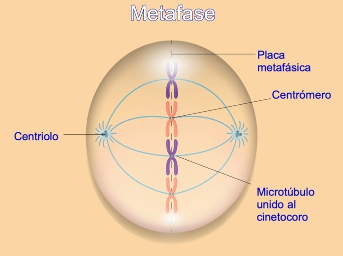 fase de la mitosis metafase