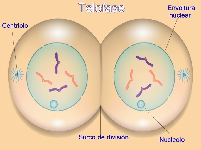 telofase ultima fase de la mitosis
