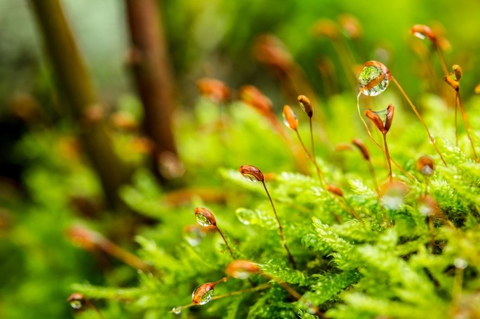 musgo tipos de plantas briofita