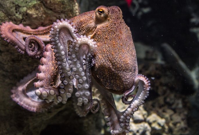 pulpo animales invertebrados