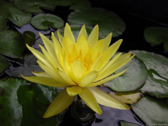 Nymphae mexicana angiosperma basal