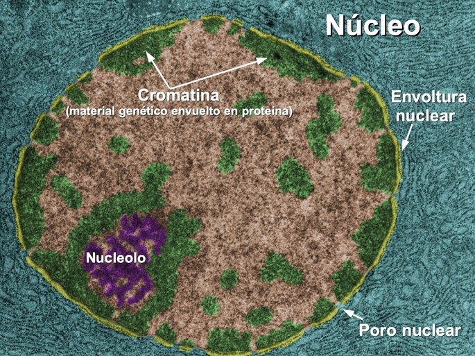 el nucleo celular y sus partes