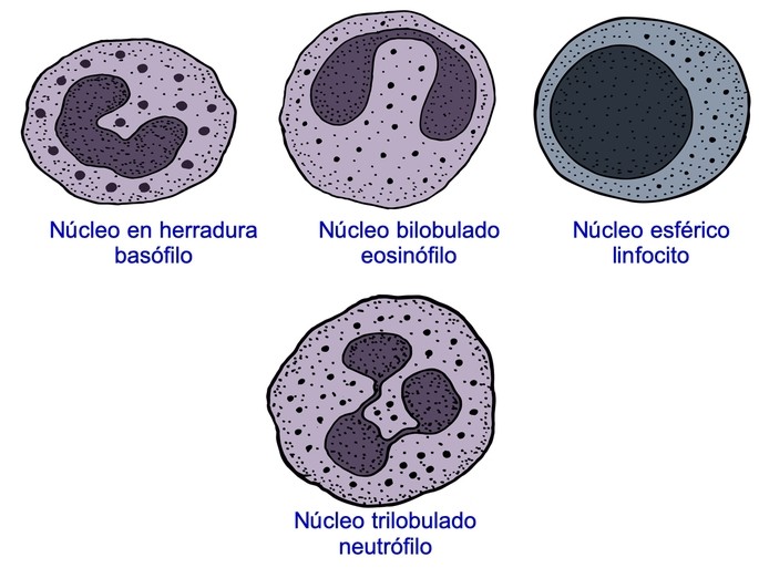 Farmos de los nucleos de diferentes celulas blancas de la sangre