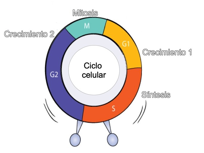 esque ma of the cell cycle of the eukaryotic cell