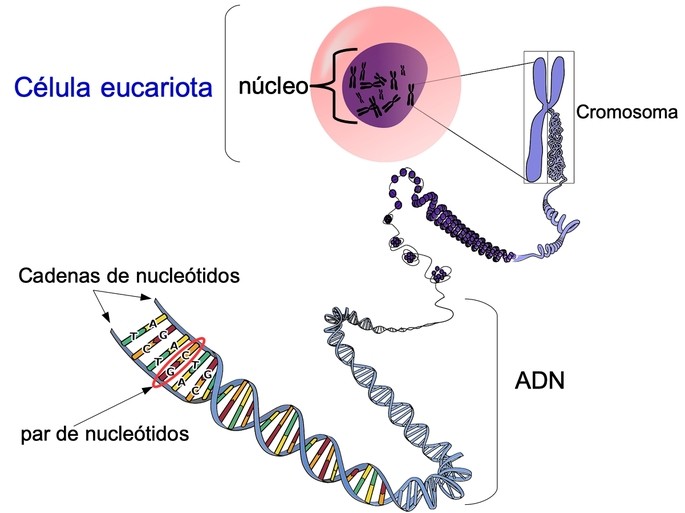 nucleo de la celula eucariota con adn