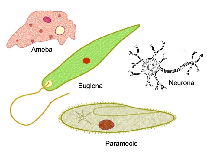 celulas eucariotas con diferentes formas