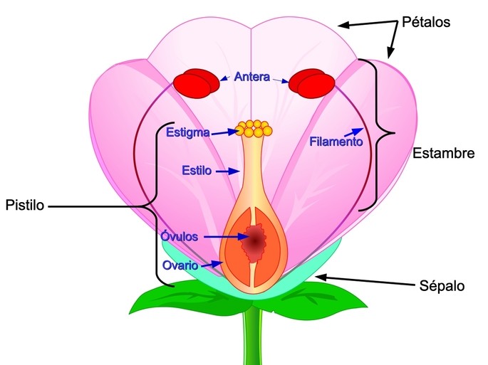 la partes de la flor