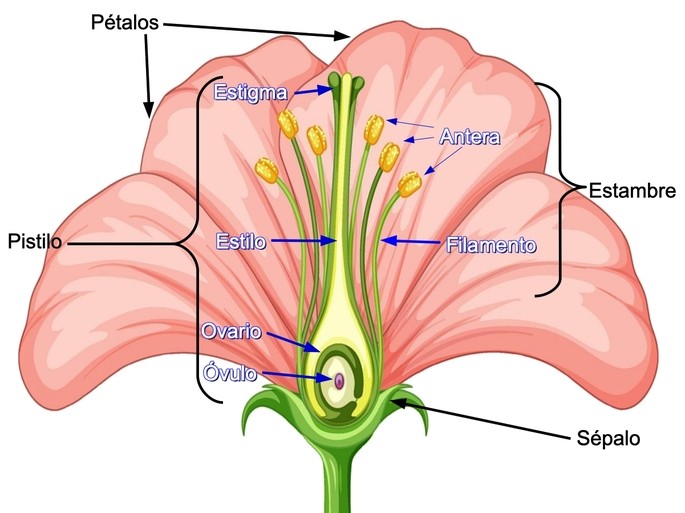 Las principales partes de una flor - Diferenciador