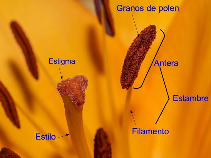 parts of the gynoecium and androecium showing the stigma and style of the pistil and the anther of the stamen