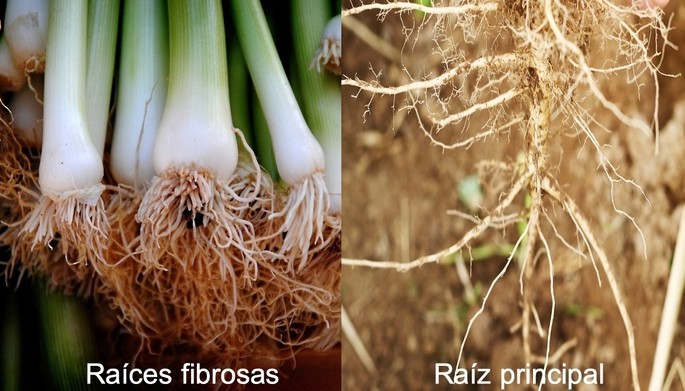 partes de la planta raices fibrosas y raices principales