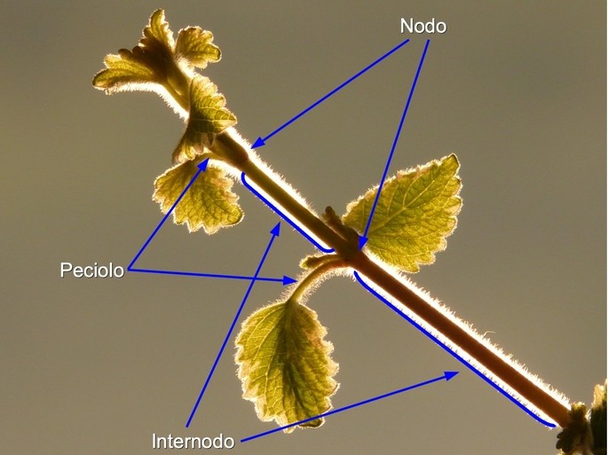 bisonte Paraíso Chicle Las principales partes de las plantas: características y funciones -  Diferenciador