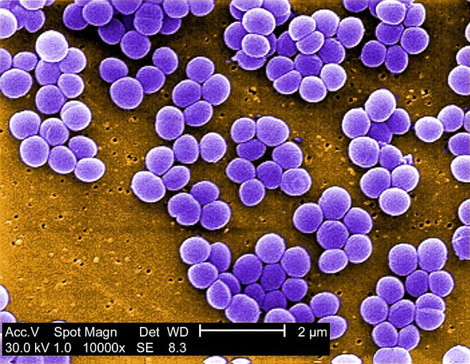 Staphylococcus aureus tipos de célula procariotas