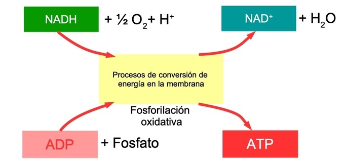 esquema de la produccion de ATP en la mitocondria por fosforilacion oxidativa