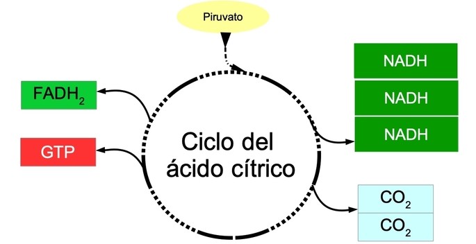 esquema del ciclo del acido citrico