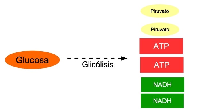esquema de la glicolisis