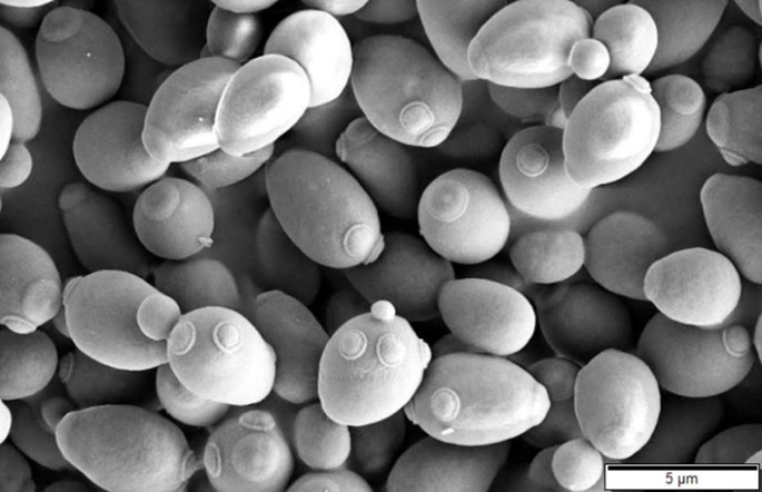 yeast cells Saccharomyces cerevisiae with shoots