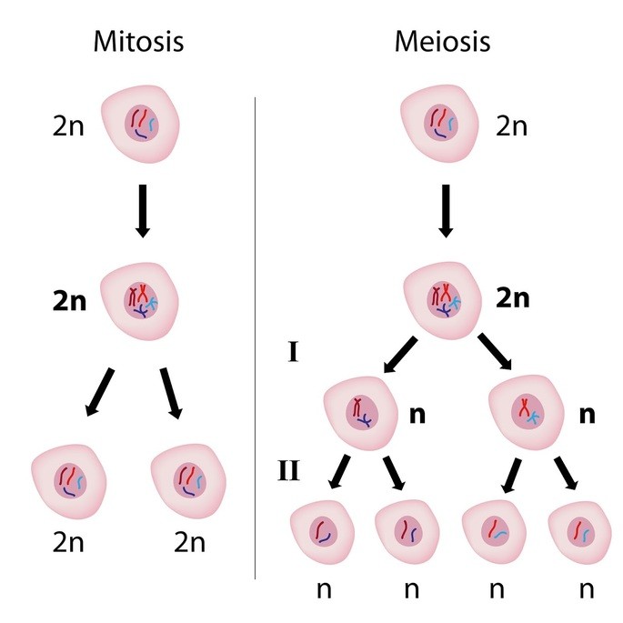 comaparaci´øn de la mitosis y la meiosis