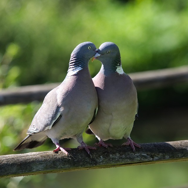 sistema de comunicación animal, pájaros tocando sus picos