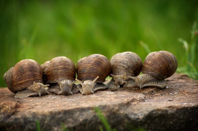caracoles animales invertebrados