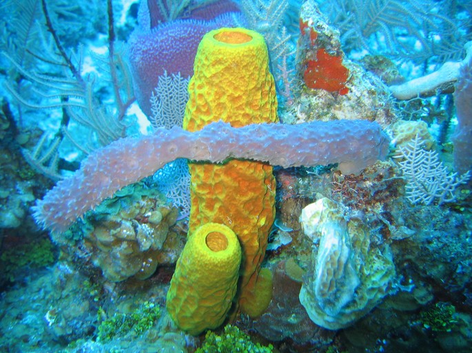 esponjas marinas animales invertebrados
