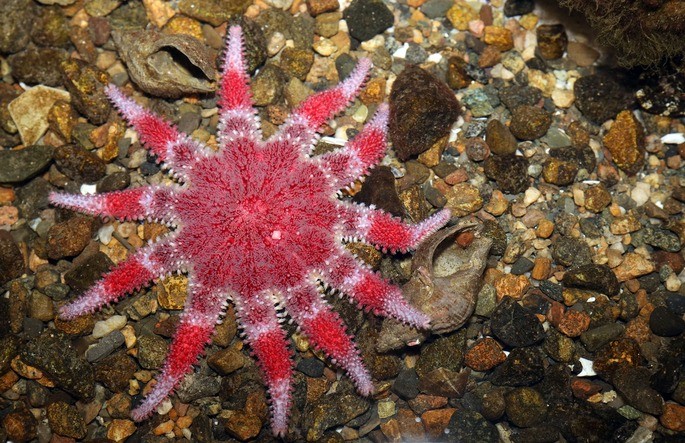 equinodermos animales invertebrados