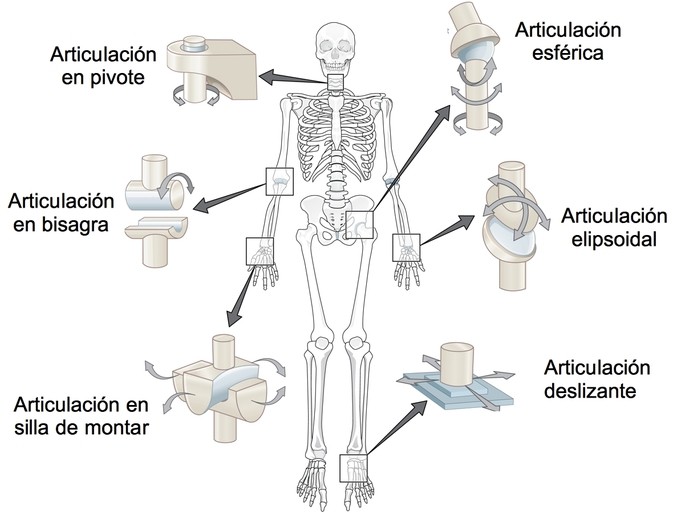 tipos de articulaciones sinoviales