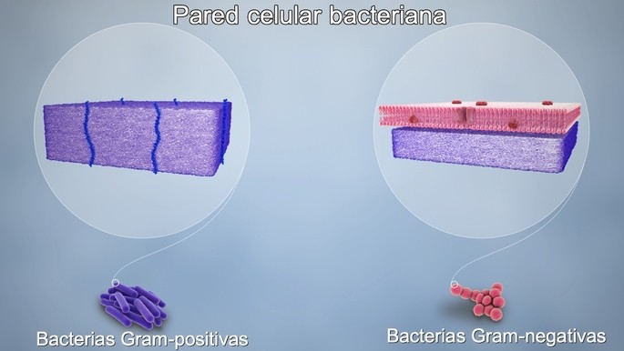 tipos de bacterias de acuerdo a la estructura de la pared celular gram negativas rosadas y gram positivas moradas