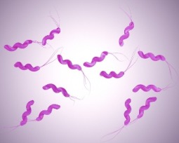 Tipos de bacterias