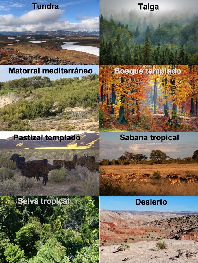 type of biome
