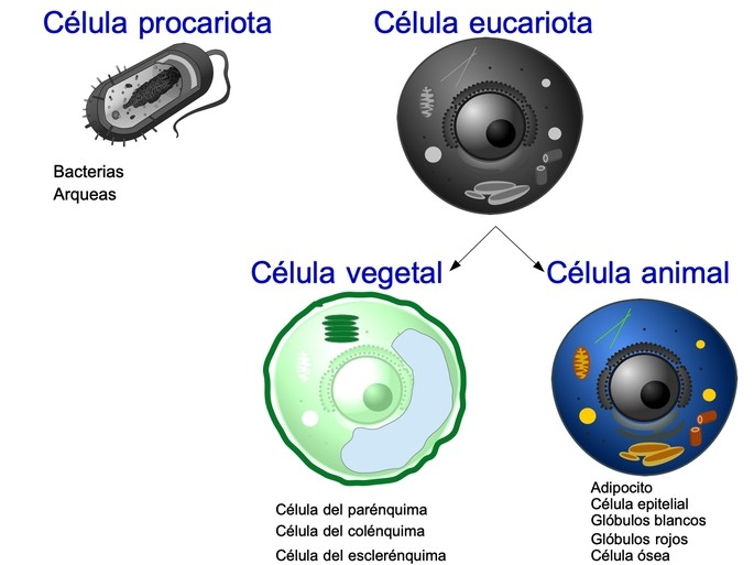 cell types: prokaryotic, eukaryotic, plant and animal