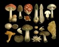 Los tipos de hongos y sus especies características