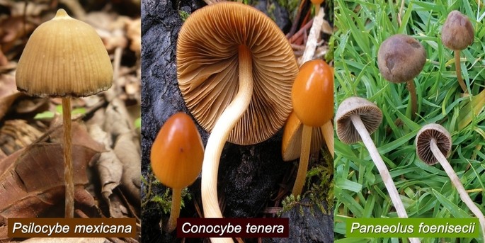species of hallucinogenic fungi