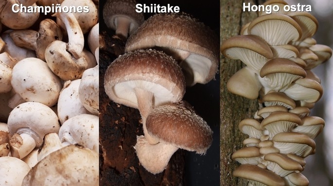 tipos de hongos comestibles champinon shiitake y pleurotus