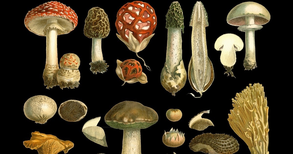  Los tipos de hongos y sus especies características