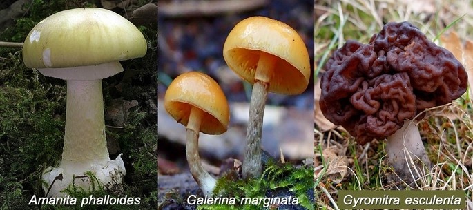 hongos venenosos Amanita phalloides Galerina marginata Gyromitra esculenta