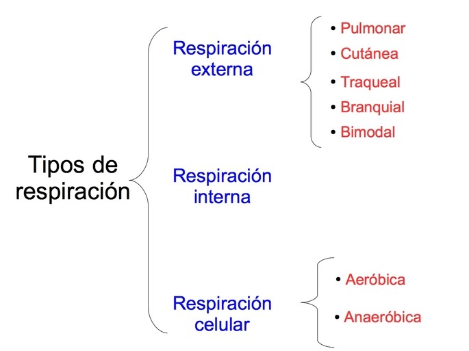 esquema e los tipos de respiracion