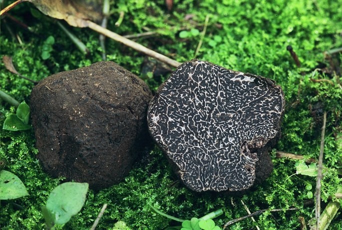 Tuber melanosporum truffle known as black diamond