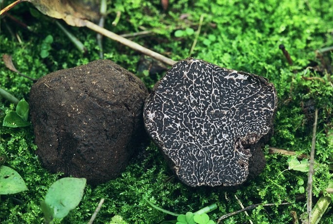 Tuber melanosporum trufa conocida como diamente negro