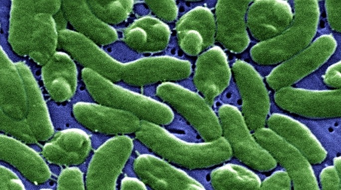 bacteria curvada Vibrio vulnificus