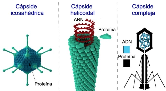 tipos de capsides de virus