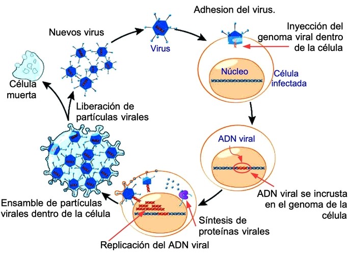 ciclo de replicacion del un virus de ADN