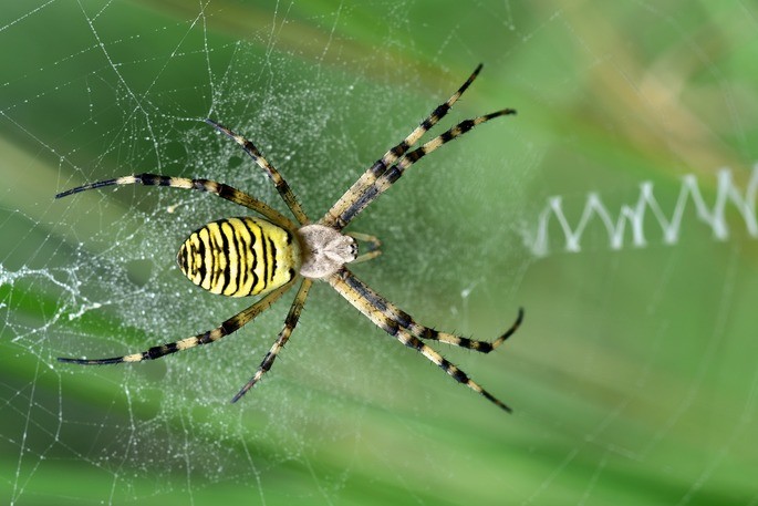 araña tigre animales invertebrados