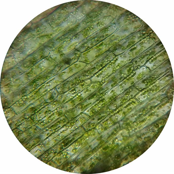 waterweed tipos de celulas vegetal